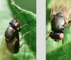 Calliopum sp.